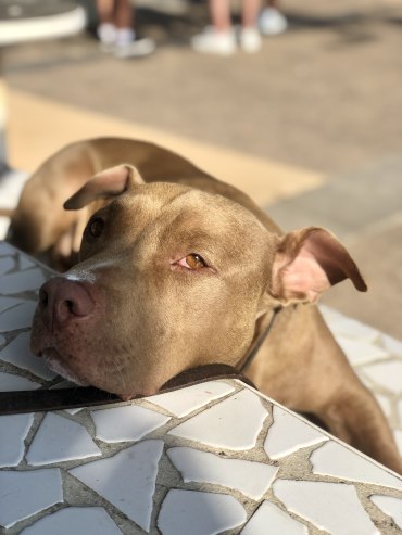 Kobe - Adoption Story