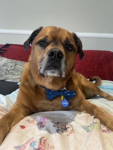 Asterix - Adoption Story