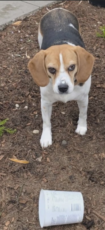 Mandy - Adoption Story
