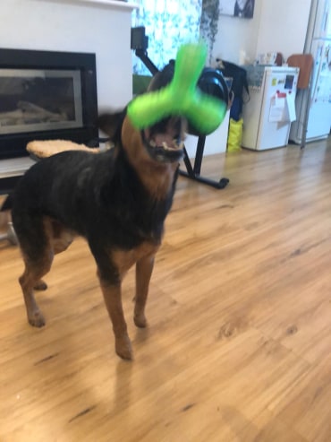 Flip - Adoption Story