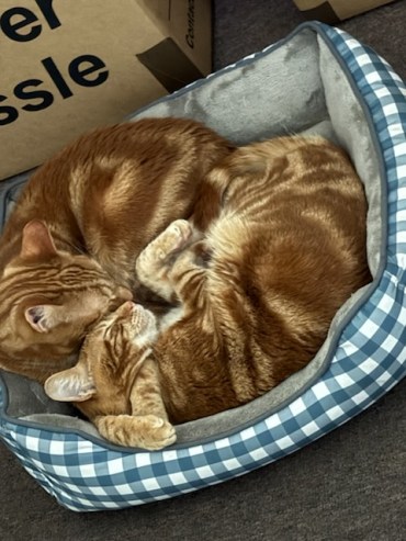 Honey and Toastie  - Adoption Story