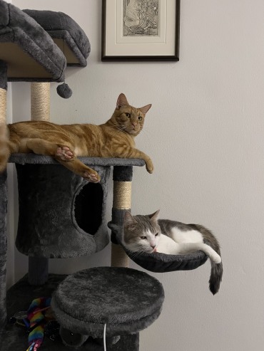 Mr Baby & Mango - Adoption Story