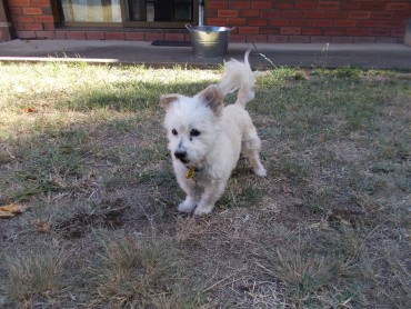 Ginny - Adoption Story