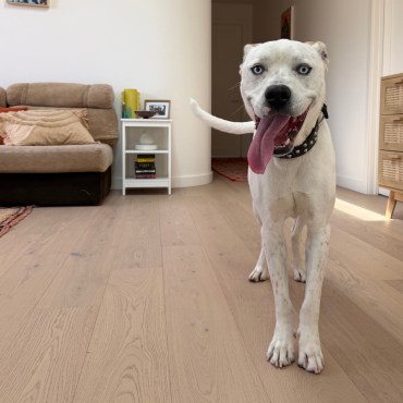 Mate - Adoption Story