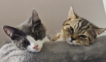 Islay & Toby - Adoption Story