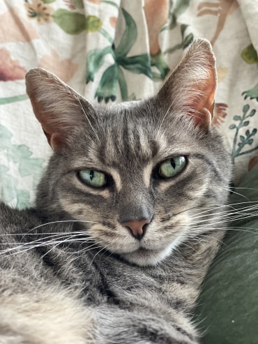 Wimsey - Adoption Story