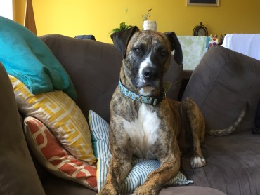 Buster - Adoption Story
