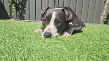 Zena - Adoption Story