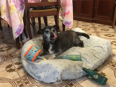 Bobby - Adoption Story