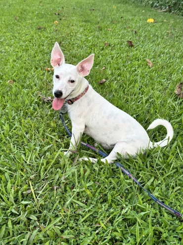 Mouse - Adoption Story