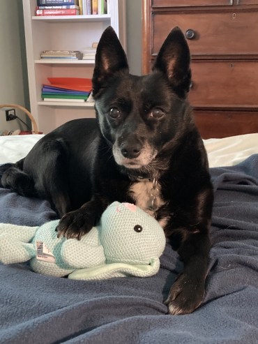 Molly - Adoption Story