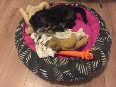 Max - Adoption Story