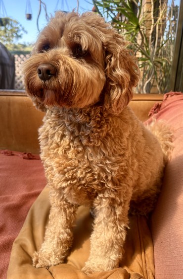 Miss Argyle - Adoption Story