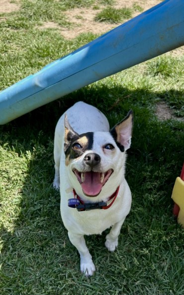 Fly - Adoption Story