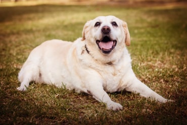 Sulli - Adoption Story