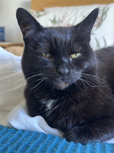 Midge - Adoption Story
