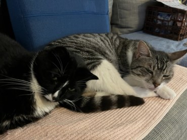Dexter & Louie - Adoption Story