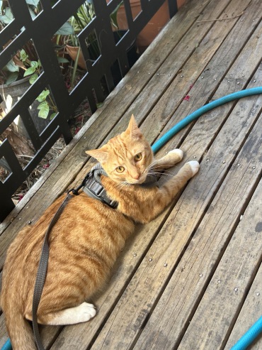 Obi - Adoption Story