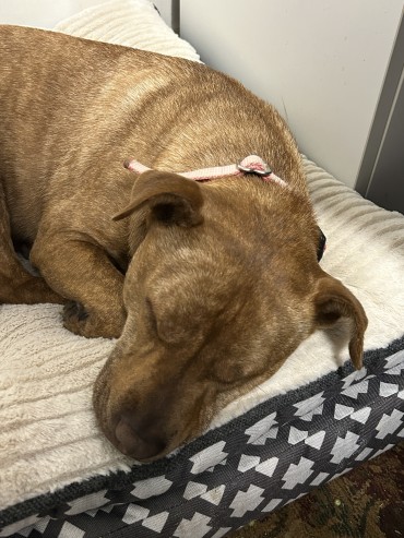 Luna - Adoption Story