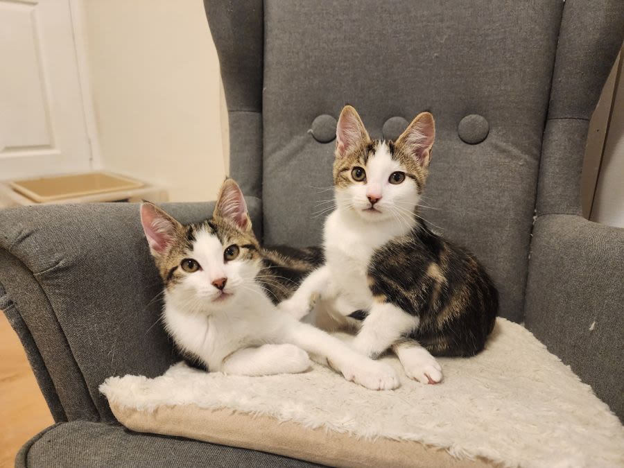 Two white, grey, and brown cats sat next to each other