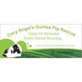 Cavy Angel's Guinea Pig Rescue 
