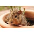 Australian Cavy Sanctuary Melbourne Shelter