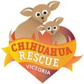 Chihuahua Rescue Victoria