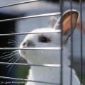 Binky Babies Bunny Rescue