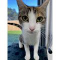 Mornington Peninsula Community Animal Shelter