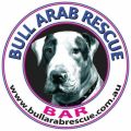Bull Arab Rescue Australia Ltd