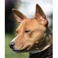 Basenji Breed Network Australia Limited