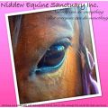 Niddew Equine Sanctuary Inc.