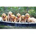 A1 Wheatbelt Dog Rescue inc.