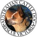 Australian Cattle Dog Rescue Victoria 