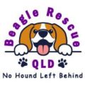 Beagle Rescue QLD 