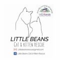 Little beans cat and kitten rescue 