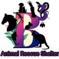 B3 Animal Rescue Shelter