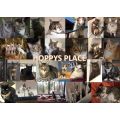 Hoppys Place Rescue Inc.