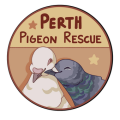 Perth Pigeon Rescue