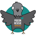Pigeon Rescue Queensland