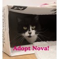 Sutherland Shire Council Animal Shelter