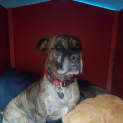 Photo of Taz *I'm Only $200!*