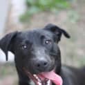 Photo of Buddy