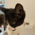 Photo of Sapphire (Located In Doncaster)