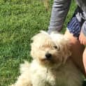 Photo of Benny