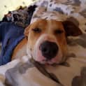 Photo of Opie