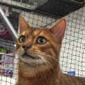 Photo of Pavarotti (Meet Me At Petstock Eltham)