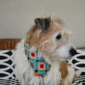 Photo of Oskee