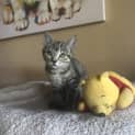 Photo of Marlie (Located In Bentleigh East)