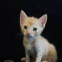 Photo of Leon